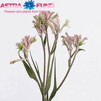 Anigozanthos flavidus 'Mini Pearl' photo
