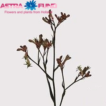 Anigozanthos 'Mini Ranger' foto