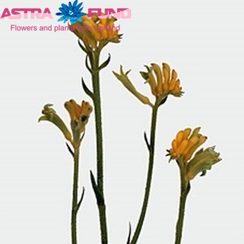 Anigozanthos 'Mini Sunlight' foto