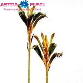 Anigozanthos 'Moon Yellow' foto
