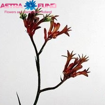 Anigozanthos 'Orange Velvet' foto