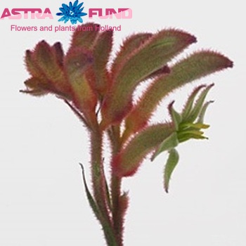 Anigozanthos 'Rampaging Roy Slaven' fotografie