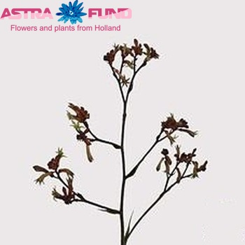 Anigozanthos 'Red Velvet' fotografie