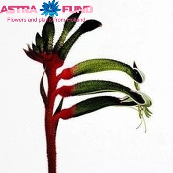 Anigozanthos 'Royal Cheer' fotografie