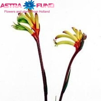Anigozanthos 'Sun Gold' fotografie