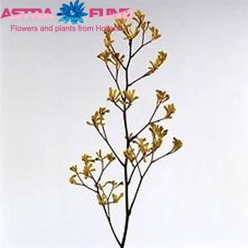 Anigozanthos 'Yellow Gem' fotografie