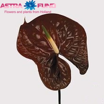 Anthurium   Choco foto