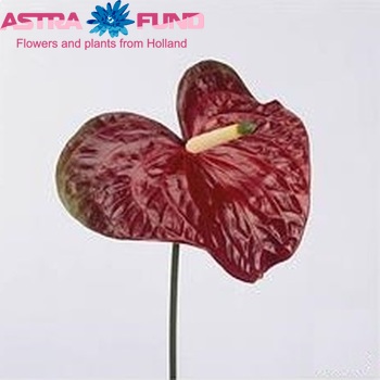 Anthurium  African King photo