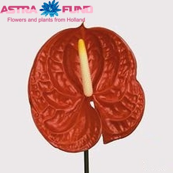 Anthurium  'Casino' zdjęcie