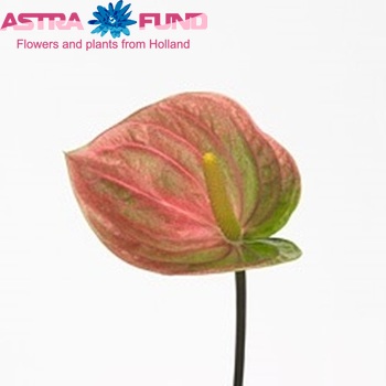 Anthurium  Cynthia foto