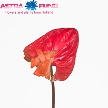Anthurium  Deer Coral foto