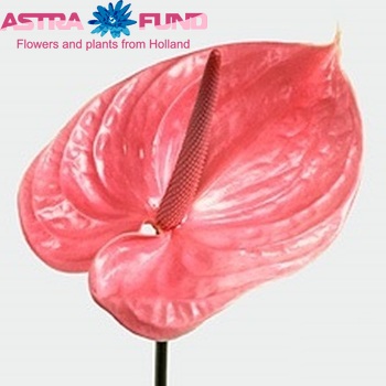 Anthurium  'Sonate' foto
