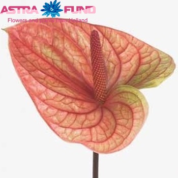 Anthurium Anastasia (classic) photo