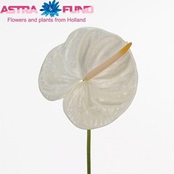Anthurium Andreanum Grp 'Acropolis' photo