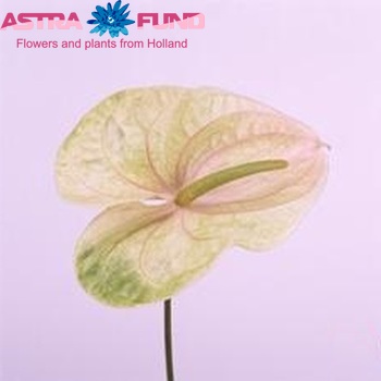 Anthurium Andreanum Grp 'Acropolis' (classic) photo