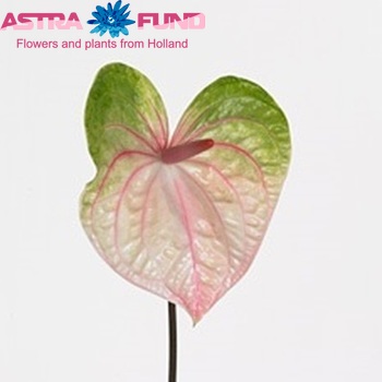 Anthurium Andreanum Grp Acura photo
