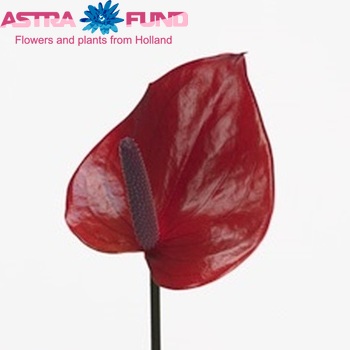 Anthurium Andreanum Grp Adventure foto