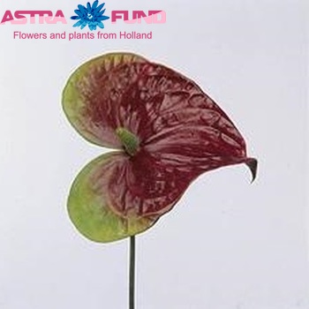 Anthurium Andreanum Grp African King (antique) fotografija