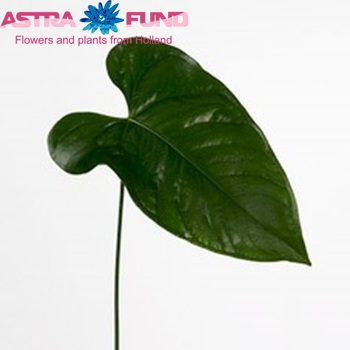 Anthurium Andreanum Grp African King (blad) φωτογραφία