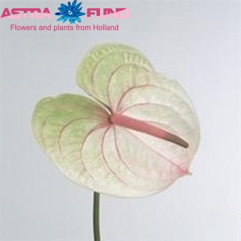 Anthurium Andreanum Grp 'Akapana' fotografija