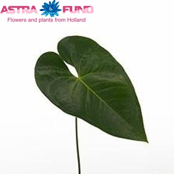 Anthurium Andreanum Grp 'Akapana' (blad) φωτογραφία