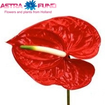 Anthurium Andreanum Grp 'Alexis' foto