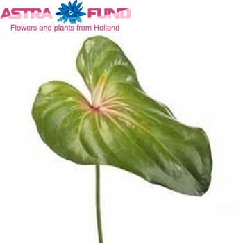 Anthurium Andreanum Grp Amigo foto