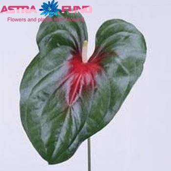 Anthurium Andreanum Grp Amigo (semaforo) foto