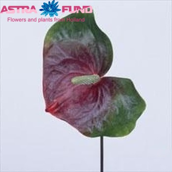 Anthurium Andreanum Grp Amigo Basic foto