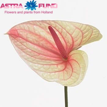 Anthurium Andreanum Grp Anastacia foto
