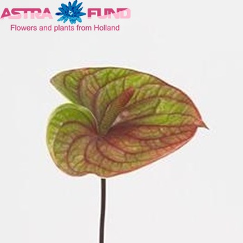 Anthurium Andreanum Grp Anastacia (antique) zdjęcie