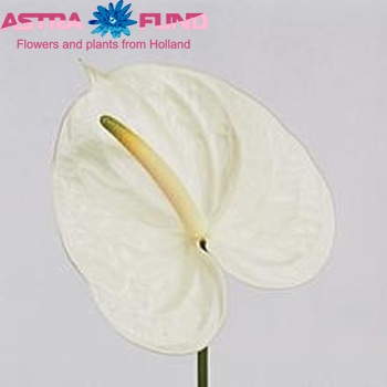 Anthurium Andreanum Grp Angel zdjęcie