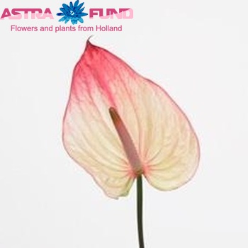 Anthurium Andreanum Grp Annette zdjęcie