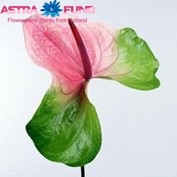Anthurium Andreanum Grp Aphrodite zdjęcie