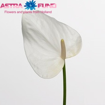 Anthurium Andreanum Grp Artica zdjęcie