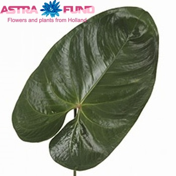 Anthurium Andreanum Grp Avo Danielle (blad) zdjęcie