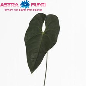 Anthurium Andreanum Grp Avo Gabriella (blad) zdjęcie