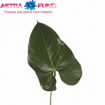 Anthurium Andreanum Grp Avo Julia (blad) Foto
