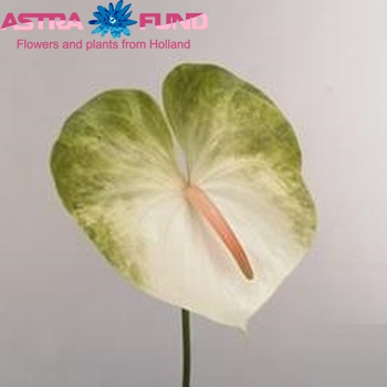 Anthurium Andreanum Grp Avo Julia zdjęcie