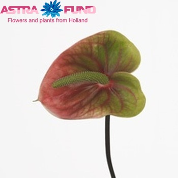 Anthurium Andreanum Grp Avo Julia (antique) zdjęcie