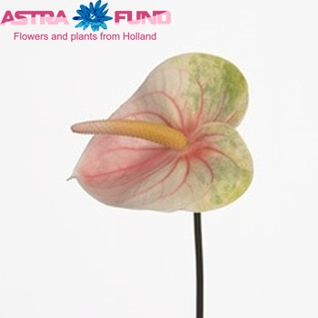 Anthurium Andreanum Grp Avo Julia (classic) Foto