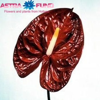 Anthurium Andreanum Grp Avo Nette Foto