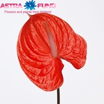 Anthurium Andreanum Grp Avo Summer Foto