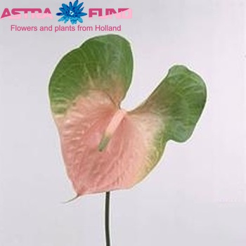 Anthurium Andreanum Grp Baron Foto