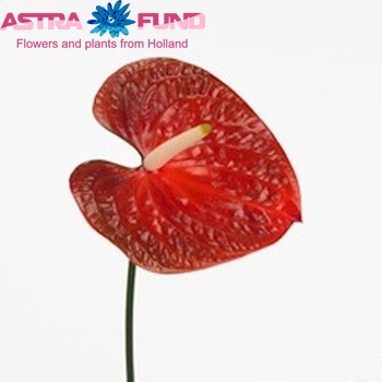 Anthurium Andreanum Grp Beauty Queen Imp Foto