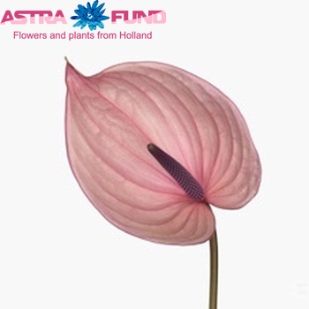 Anthurium Andreanum Grp Bellanca Foto