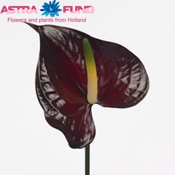 Anthurium Andreanum Grp Black Swan Foto