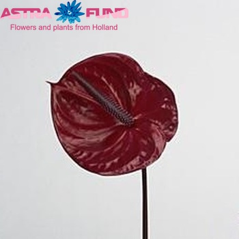 Anthurium Andreanum Grp 'Caesar' Foto
