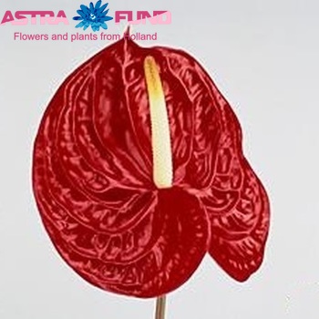 Anthurium Andreanum Grp Calore Foto