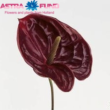 Anthurium Andreanum Grp Calore (antique) Foto